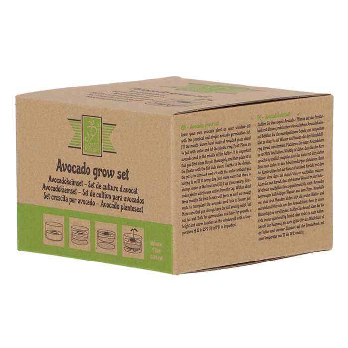 Dutchlander Set de graines d'avocat Dutchlander verre recyclé