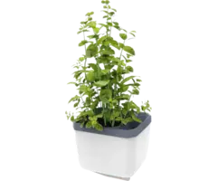 Gusta Garden GUSTA GARDEN Herbs Buddy zelfbewateringskruidenpot ideaal voor o.a. basilicum Wit