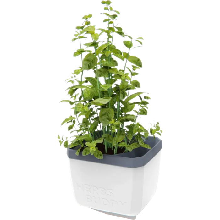 Gusta Garden GUSTA GARDEN Herbs Buddy zelfbewateringskruidenpot ideaal voor o.a. basilicum Wit