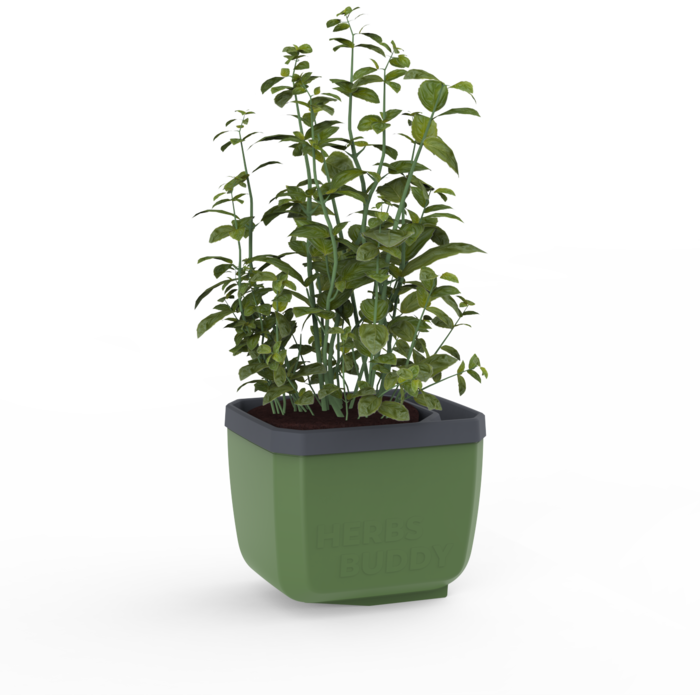 Gusta Garden Pot d'herbes aromatiques auto-arrosant GUSTA GARDEN Herbs Buddy idéal pour le basilic entre autres Vert