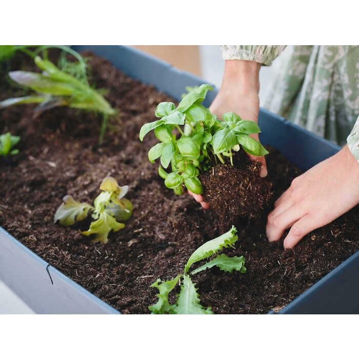 Gusta Garden Gusta Garden Sammy Salad kweekbak met watertank en deksel, Antraciet