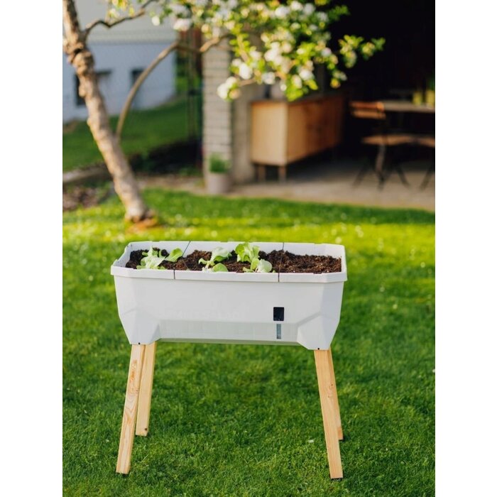 Gusta Garden Propagateur Gusta Gardende Sammy Salad avec réservoir d'eau et couvercle, Gris