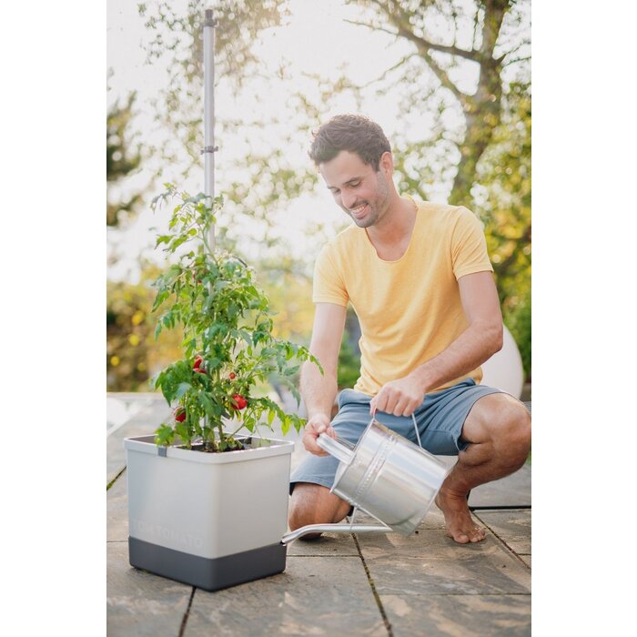 Gusta Garden Kit de culture de tomates Gusta Garden Tom Tomato, Bleu