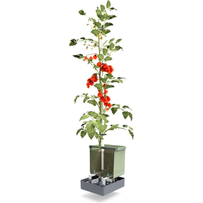 Gusta Garden Gusta Garden Tom Tomato kweekset, Blauw