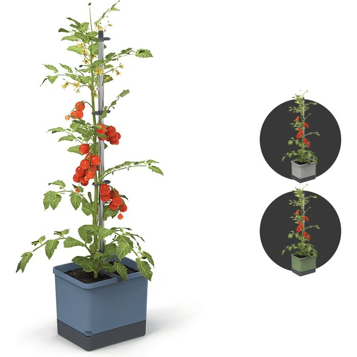 Gusta Garden Kit de culture de tomates Gusta Garden Tom Tomato, Bleu