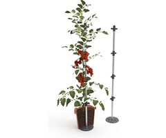 Gusta Garden Gusta Garden Tomato Buddy Klimhulp voor Tomaten etc