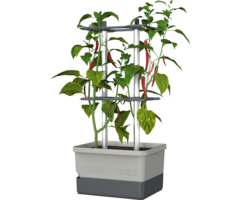 Gusta Garden Pot de culture de piments - Gusta Garden - Charly Chili - Gris clair - 35 cm x 28 cm x 69 cm - 1230 g