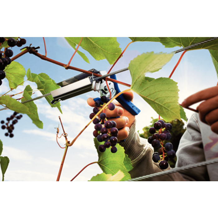 Rapid RAPID Vine nietjes staal C50 - 40107757 4200 stuks box