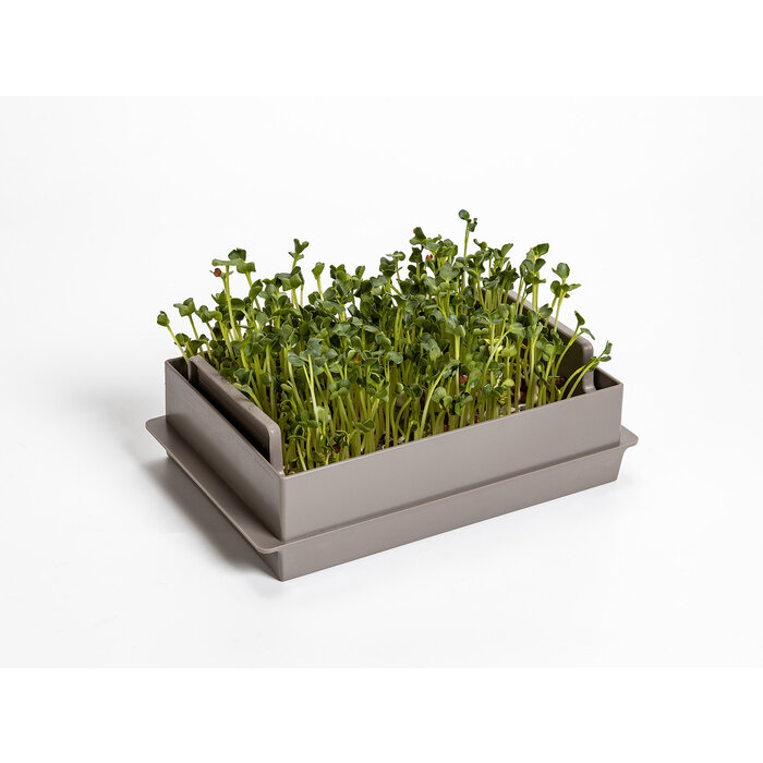 Microgreens sprout Gemüsegewächshaus economy Taupe