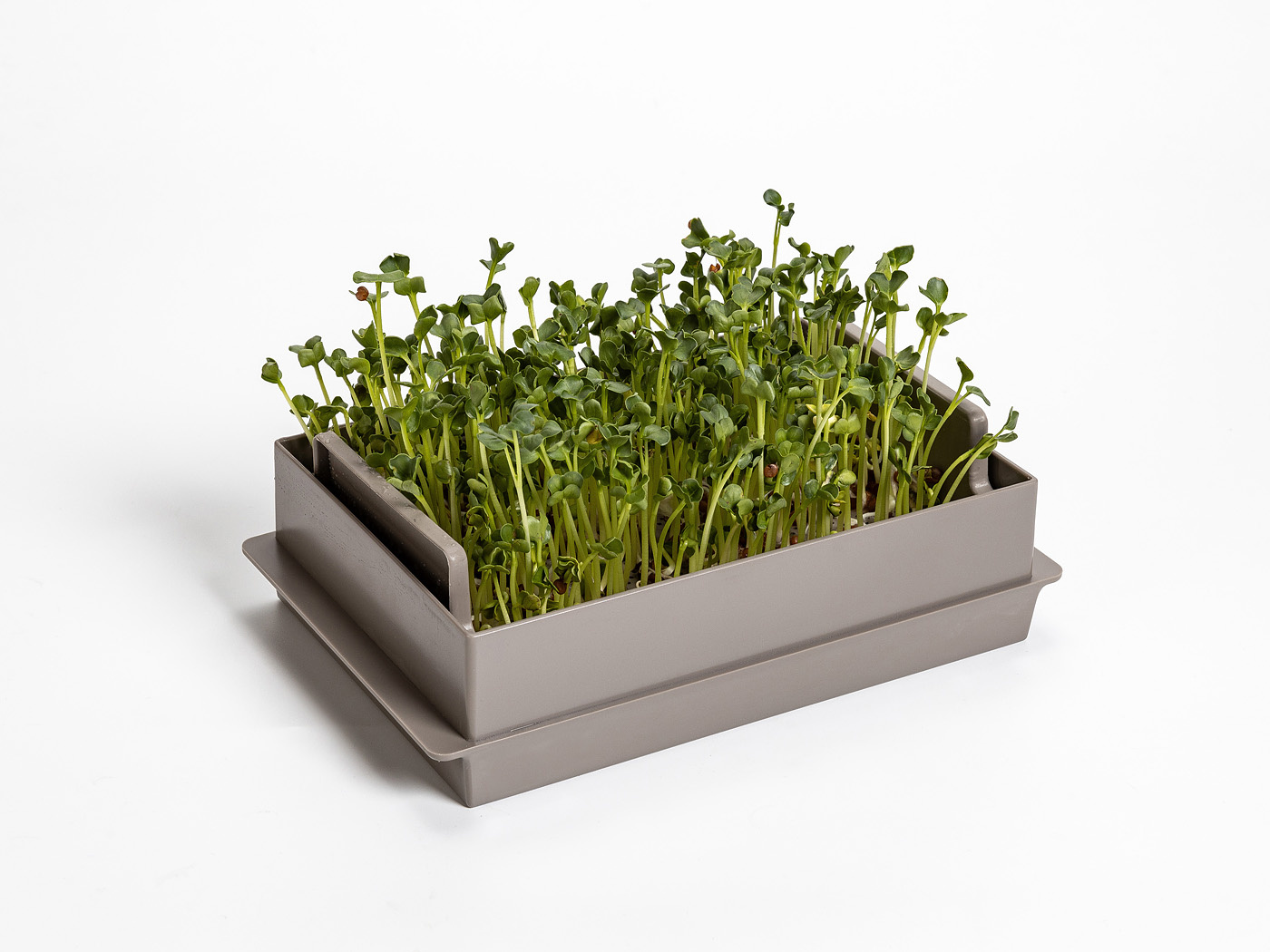 Microgreens-kiemgroente kweekbak economy Taupe