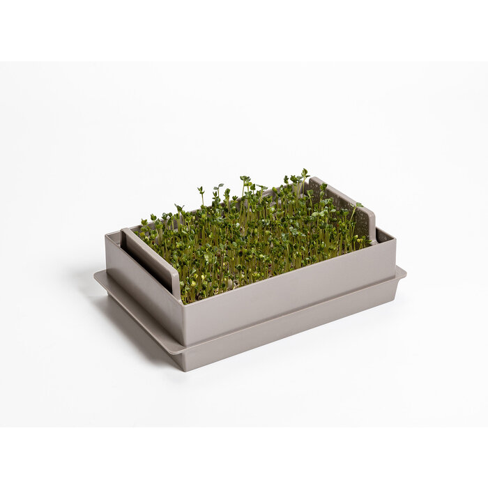 Microgreens sprout Gemüsegewächshaus economy Taupe