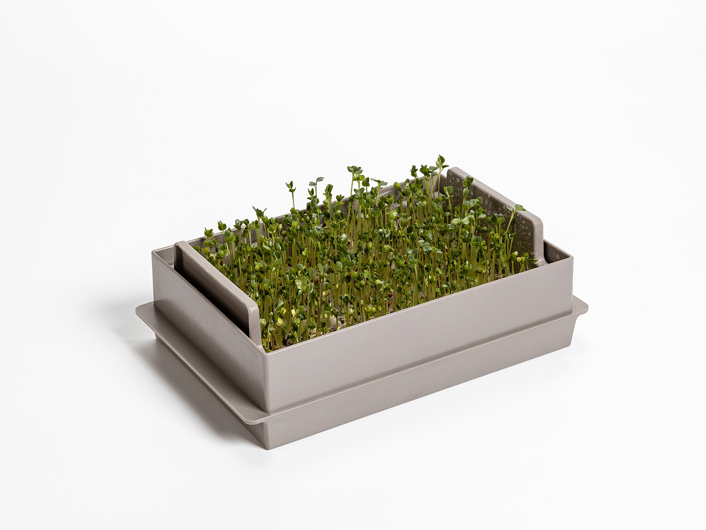 Microgreens-kiemgroente kweekbak economy Taupe