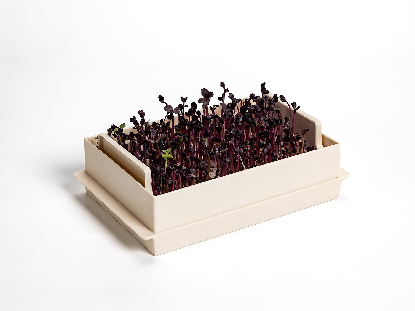 Propagateur de légumes à germes Microgreens economy Ivory