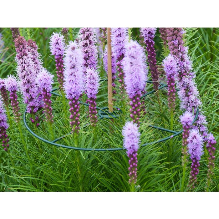 Plantensteun Rond 40 cm Set van 3 Stuks