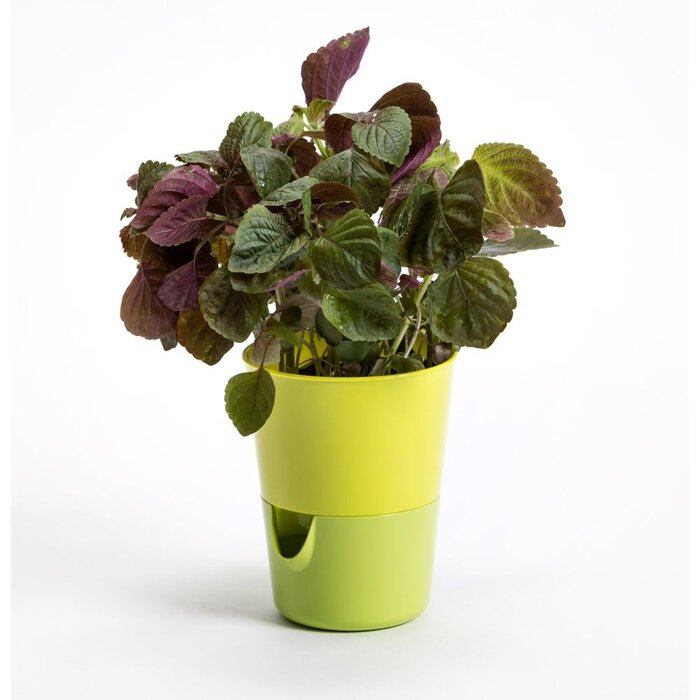 Bloempot met irrigatiefunctie Rosmarin D11cm H14.2cm geel/groen