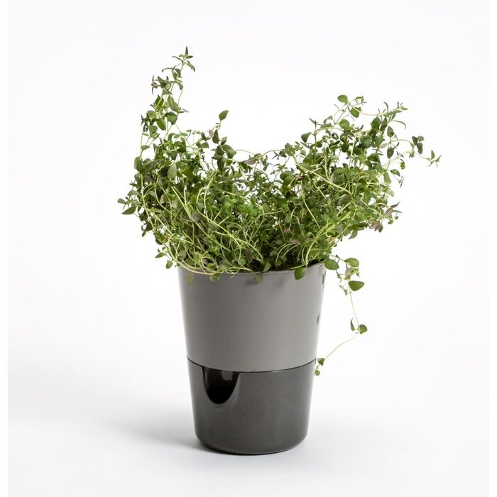 Blumentopf mit Bewässerungsfunktion Rosmarin D11cm H14.2cm Grau