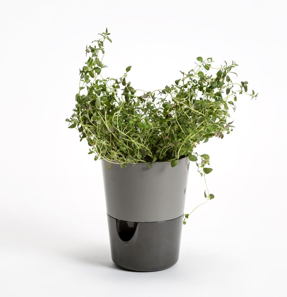 Blumentopf mit Bewässerungsfunktion Rosmarin D11cm H14.2cm Grau