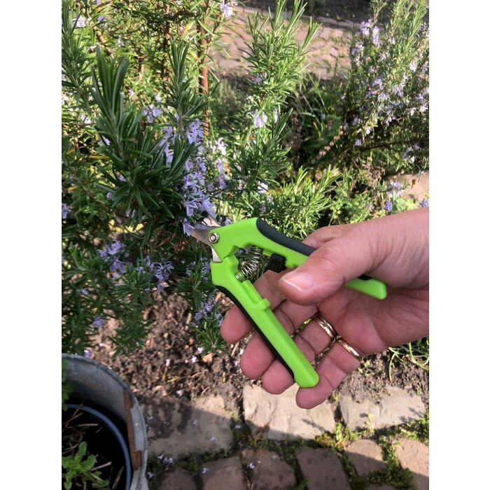 Dutchlander Dutchlander compacte RVS snoeischaar voor takjes, bloemen, fruit en kruiden