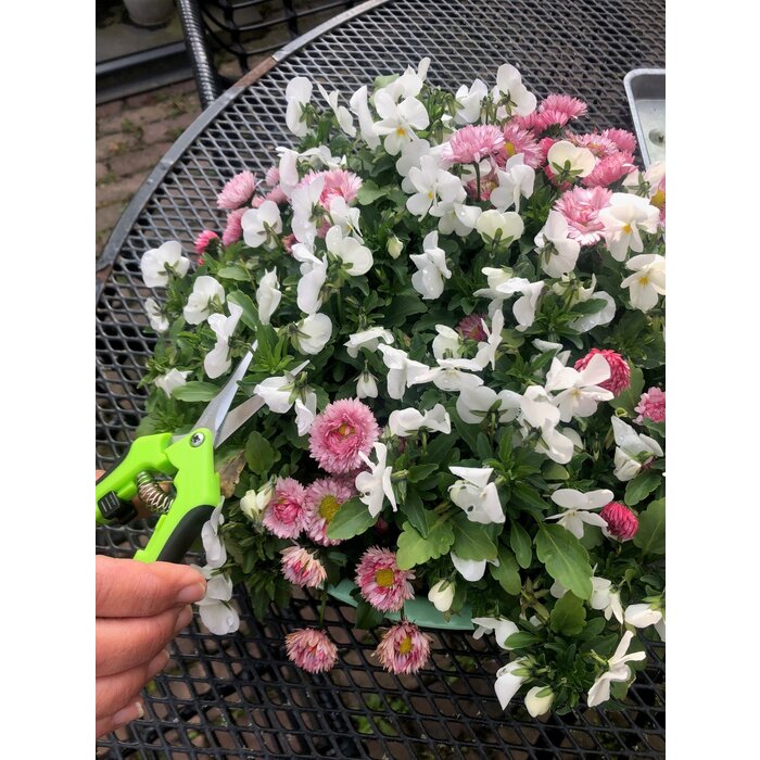 Dutchlander Dutchlander compacte RVS snoeischaar voor takjes, bloemen, fruit en kruiden