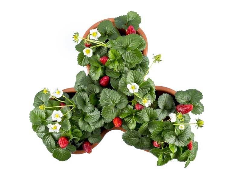 Plantenbak Module Trifoglio Terracotta 40 x 40 x 51 cm 3 laags