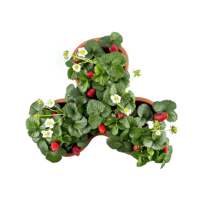 Plantenbak Module Trifoglio Grijs 40 x 40 x 51 cm 3 laags