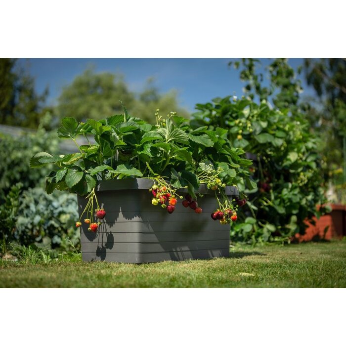 Plastia Berberis Uno Selbstbewässerungs-Blumenkasten - Anthrazit - 18 L Substrat - 9 L Wasserreservoir