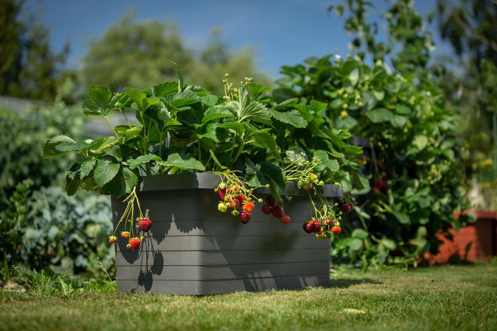 Plastia Berberis Uno Selbstbewässerungs-Blumenkasten - Anthrazit - 18 L Substrat - 9 L Wasserreservoir