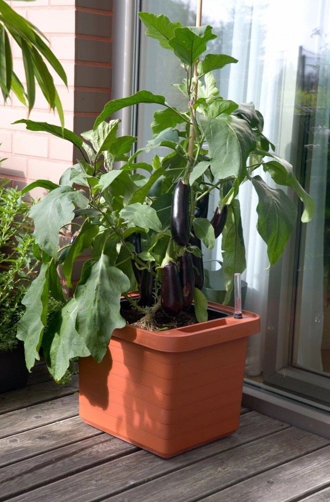 Berberis Uno Boîte à fleurs auto-arrosante - Terre cuite - 18 L de substrat - 9 L d'eau