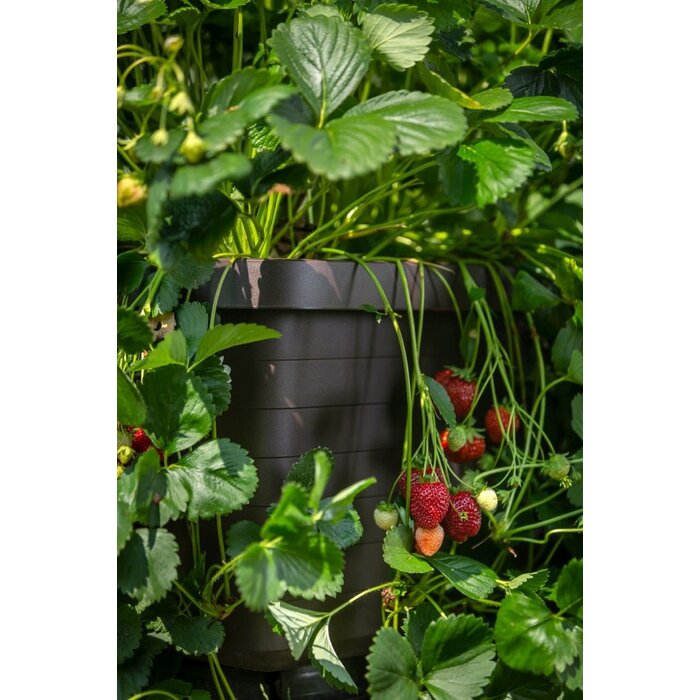 Plastia Berberis Uno Boîte à fleurs auto-arrosante - Chocolat - 18 L Substrat - 9 L Réservoir d&#039;eau