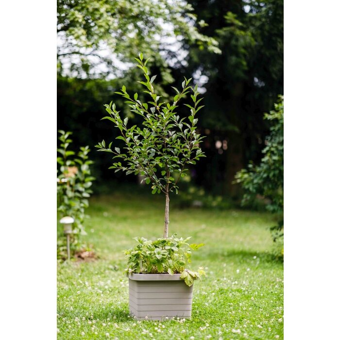 Plastia Berberis Uno Jardinière auto-arrosante - Taupe - 18 L Substrat - 9 L Réservoir d'eau