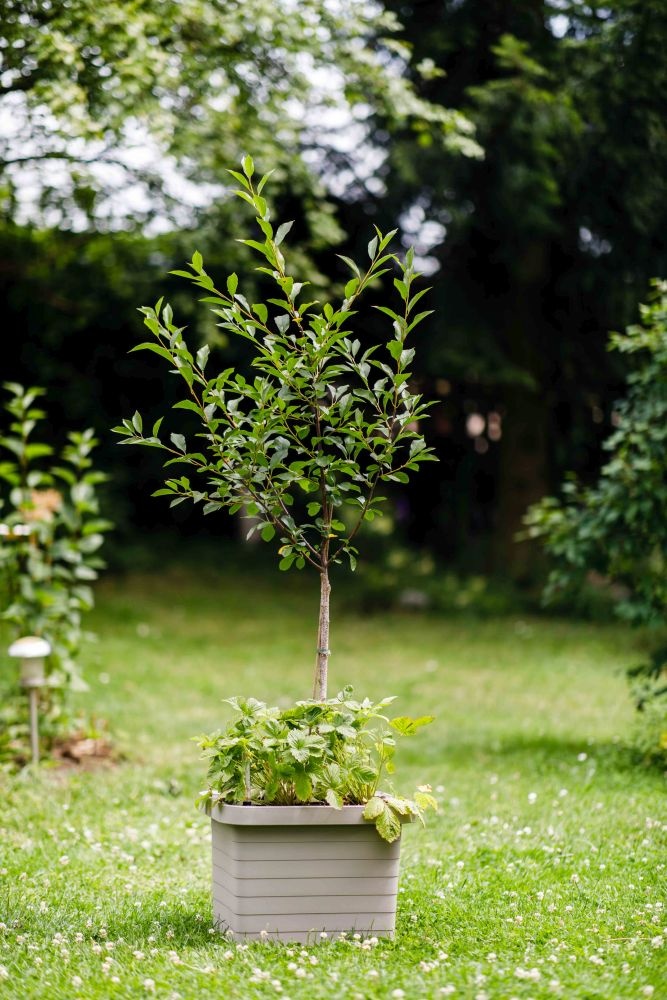 Plastia Berberis Uno Jardinière auto-arrosante - Taupe - 18 L Substrat - 9 L Réservoir d'eau