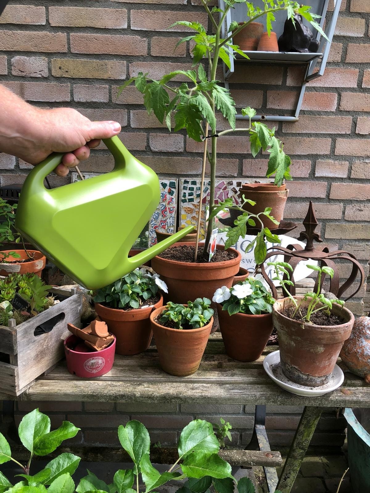 Plastia Gieter Rave kunststof 1,6 liter groen