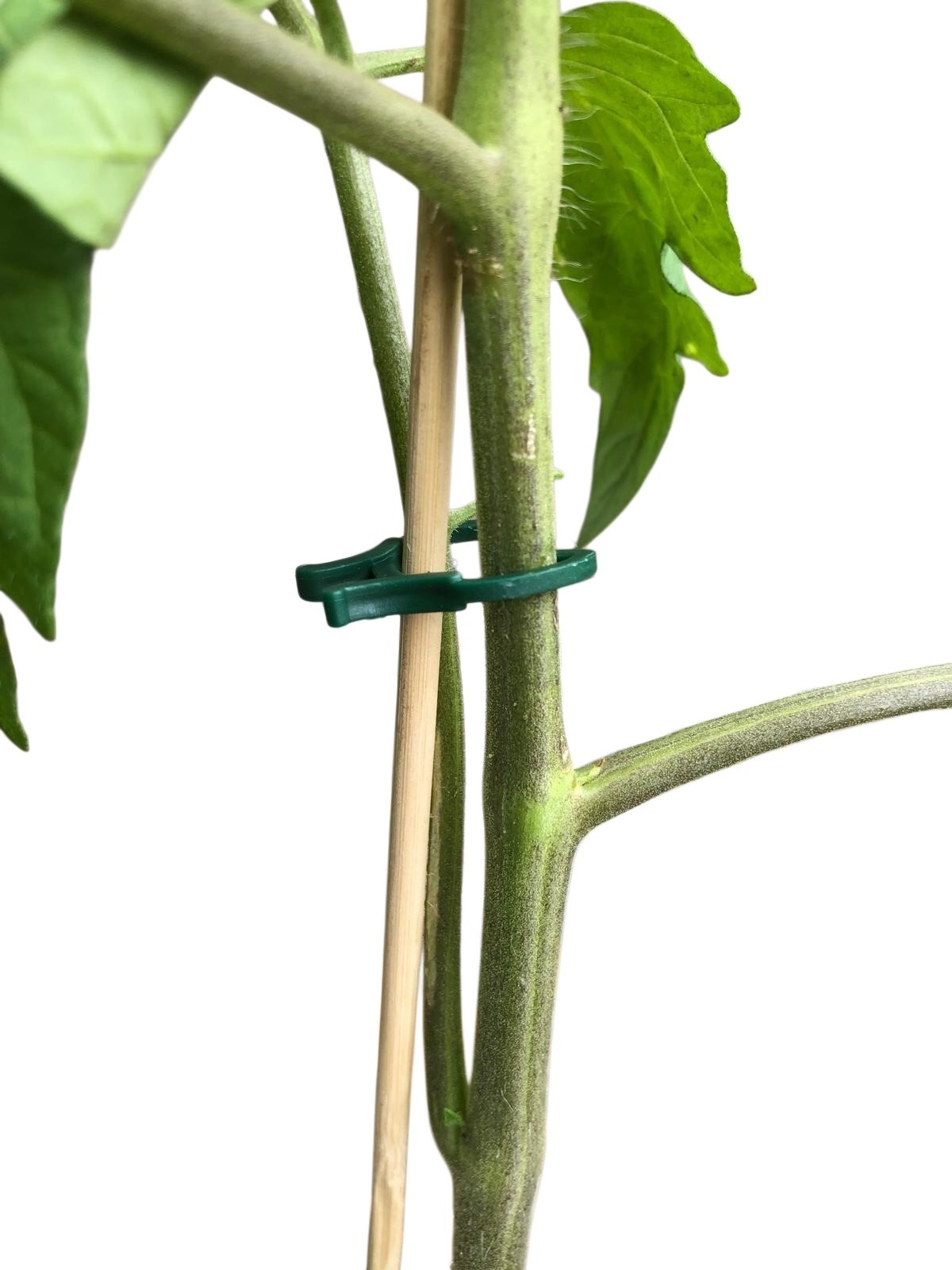 Pflanzenklammern grün 3 x 2,3 cm pro 50 Stück