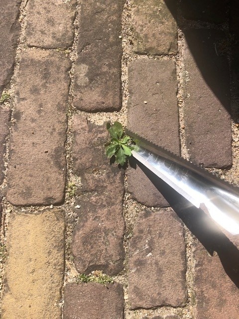 Dutchlander Weed & ; Dandelion Cutter - Acier inoxydable avec manche en bois