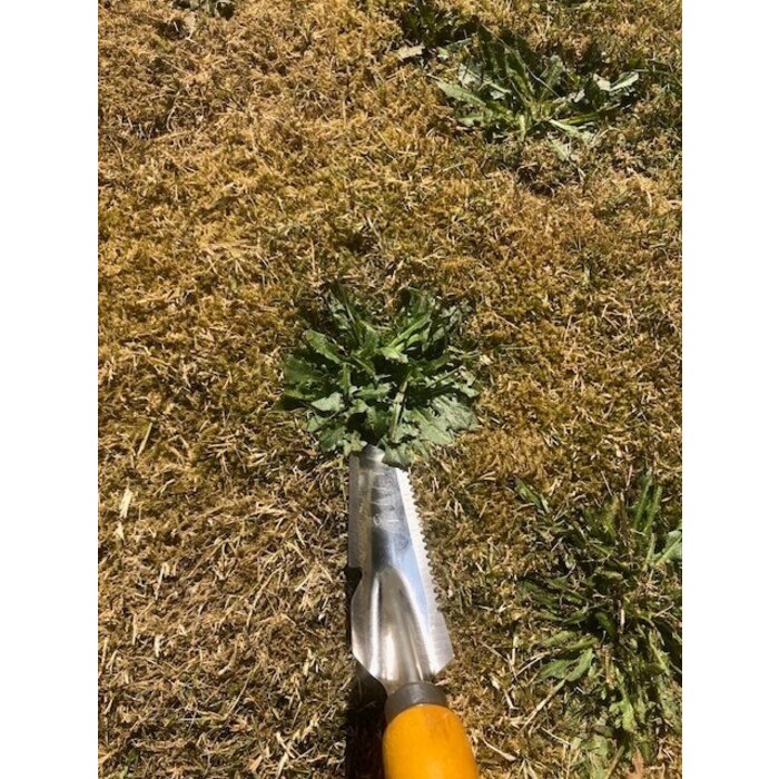 Dutchlander Weed & ; Dandelion Cutter - Acier inoxydable avec manche en bois