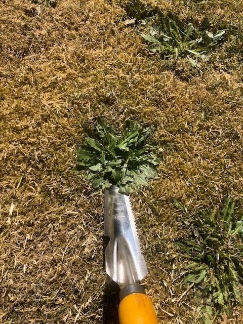 Dutchlander Weed & ; Dandelion Cutter - Acier inoxydable avec manche en bois