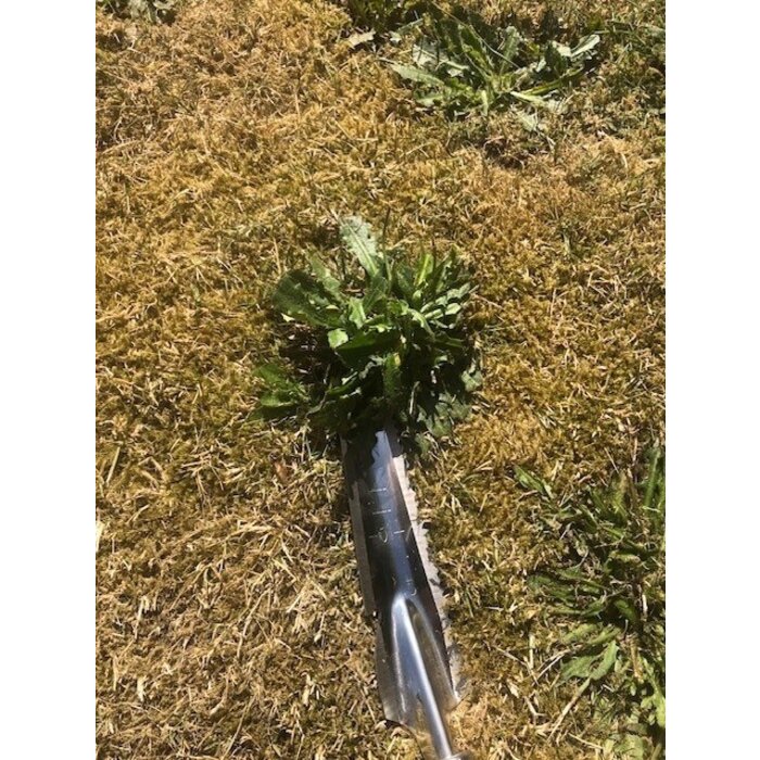 Dutchlander Weed & ; Dandelion Cutter - Acier inoxydable avec manche en bois