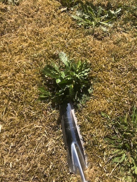 Dutchlander Weed & ; Dandelion Cutter - Acier inoxydable avec manche en bois