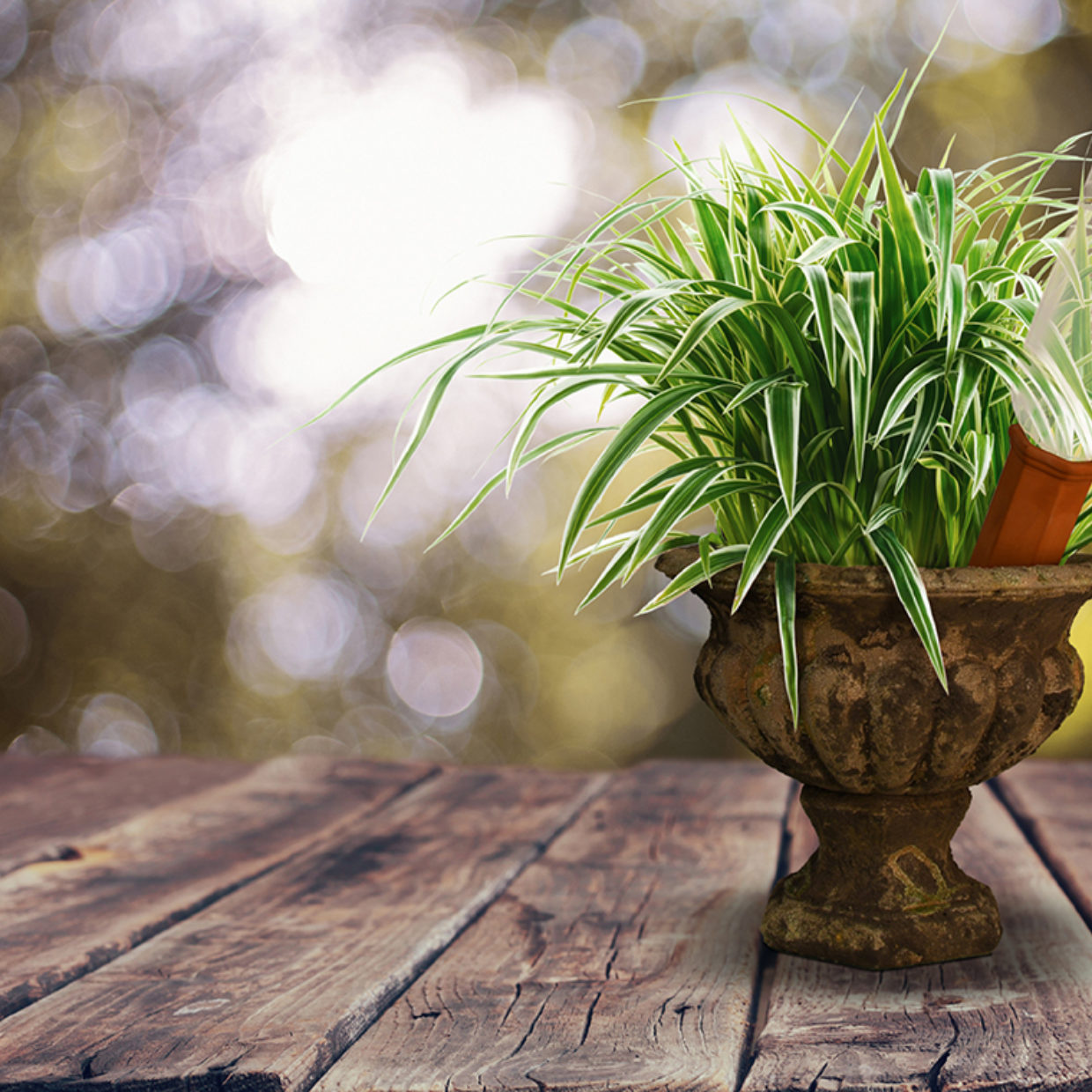 Bewateringstuit Terra Cotta voor wijnfles