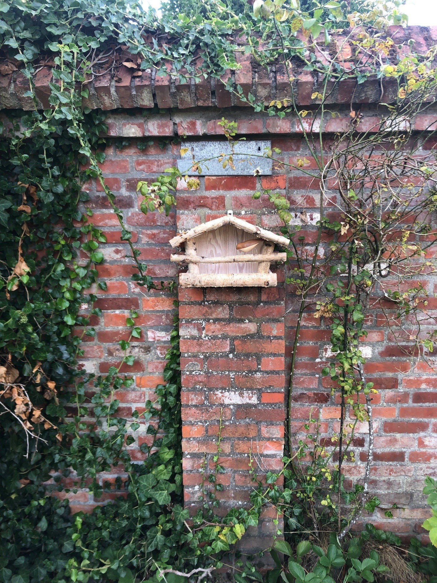 Dutchlander Vogelfutterspender - Wandhalterung - Birkenholz - 39x19x24 cm