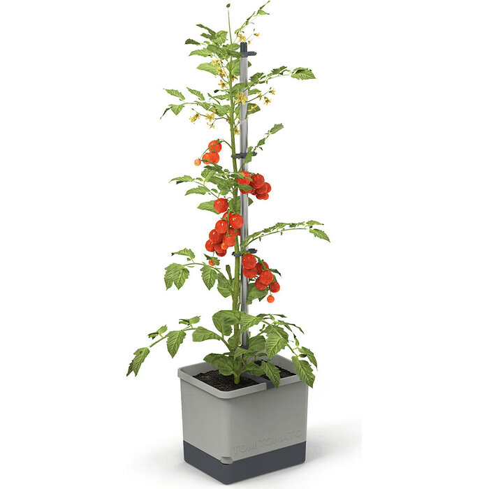 Gusta Garden Gusta Garden Tom Tomatenanbauset, Hellgrau