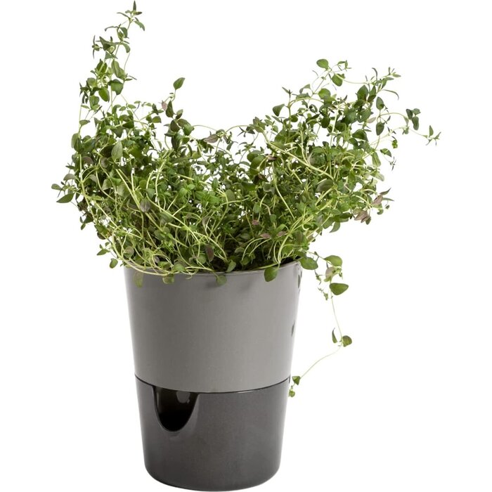 Blumentopf mit Bewässerungsfunktion Rosmarin D11cm H14.2cm Grau