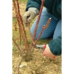 FELCO 10 snoeischaar FELCO FELCO 10 snoeischaar