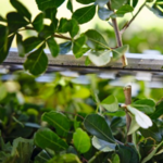 STIHL STIHL HSA 40 accu heggenschaar set met 2x AS 2 accu en AL 1 lader