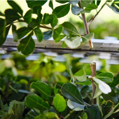 STIHL STIHL HSA 40 accu heggenschaar set met 2x AS 2 accu en AL 1 lader