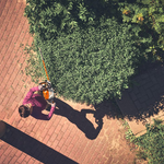 STIHL STIHL HSA 140 R accu heggenschaar actieset incl. accubox - 60 cm