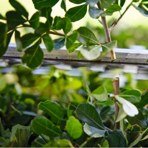 STIHL STIHL HSA 40 accu heggenschaar set