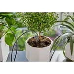 Gardena Vakantiebewateringsset met waterreservoir Gardena Gardena Vakantiebewateringsset met waterreservoir