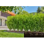 Gardena Micro-Drip-Bewatering heggen en struiken Set, 50 m Gardena Gardena Micro-Drip-Bewatering heggen en struiken Set, 50 m
