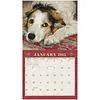 Dogs we Love Kalender 2025